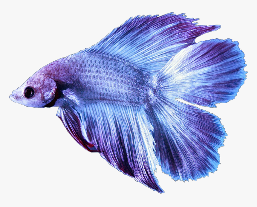 #betta #bettafish #fish #bettasplendens #purple #lilac - Male Double Tail Betta, HD Png Download, Free Download