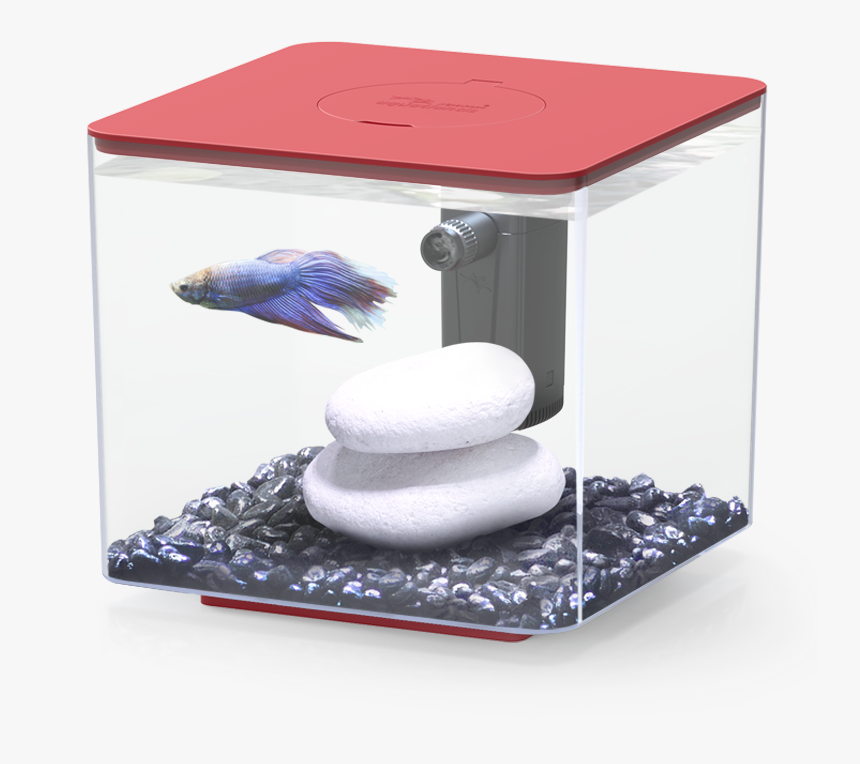 My Betta - Aquarium, HD Png Download, Free Download