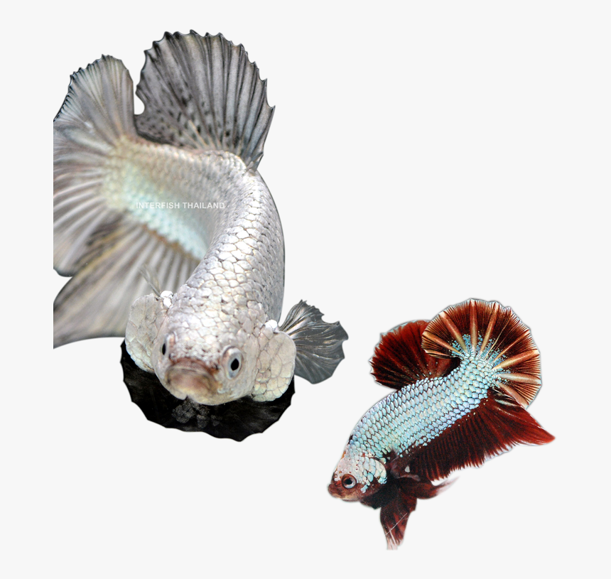 Interfish Thailand, HD Png Download, Free Download