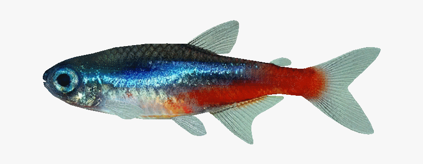 Neontetra - Neon Tetra Png, Transparent Png, Free Download