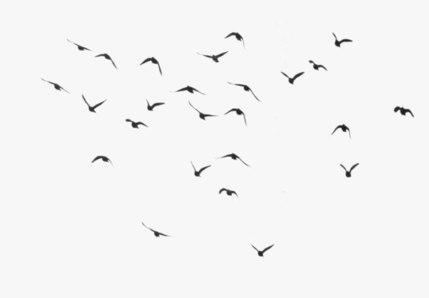 Birds Flying Transparent Background, HD Png Download, Free Download