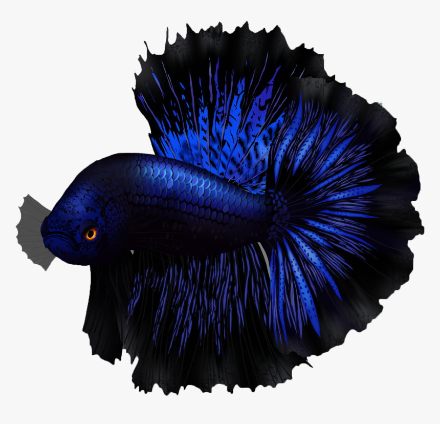 Betta Fish Name - Betta Fish Png, Transparent Png, Free Download