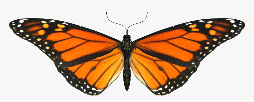 Butterfly Small Wings - Monarch Butterfly Png Gif, Transparent Png, Free Download
