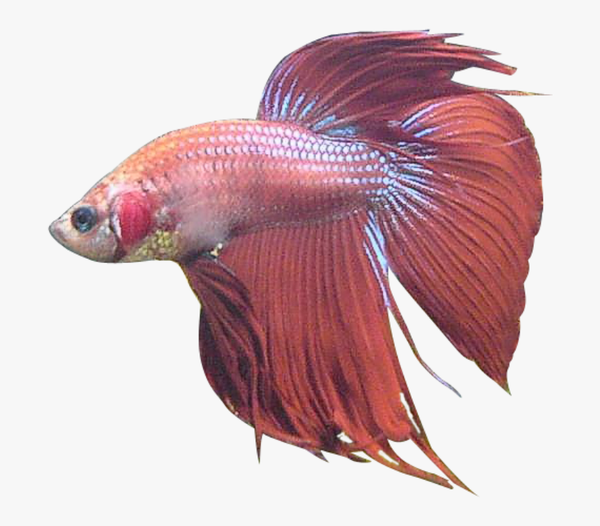 Betta Splendens - Betta Fish Png Clipart, Transparent Png, Free Download