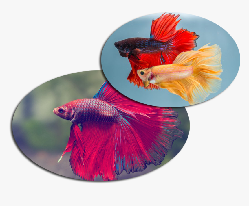 Betta Fish, HD Png Download, Free Download