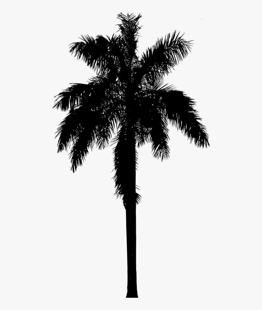 Asian Palmyra Palm Silhouette Vector Graphics Illustration - Palm Tree Brush Png, Transparent Png, Free Download