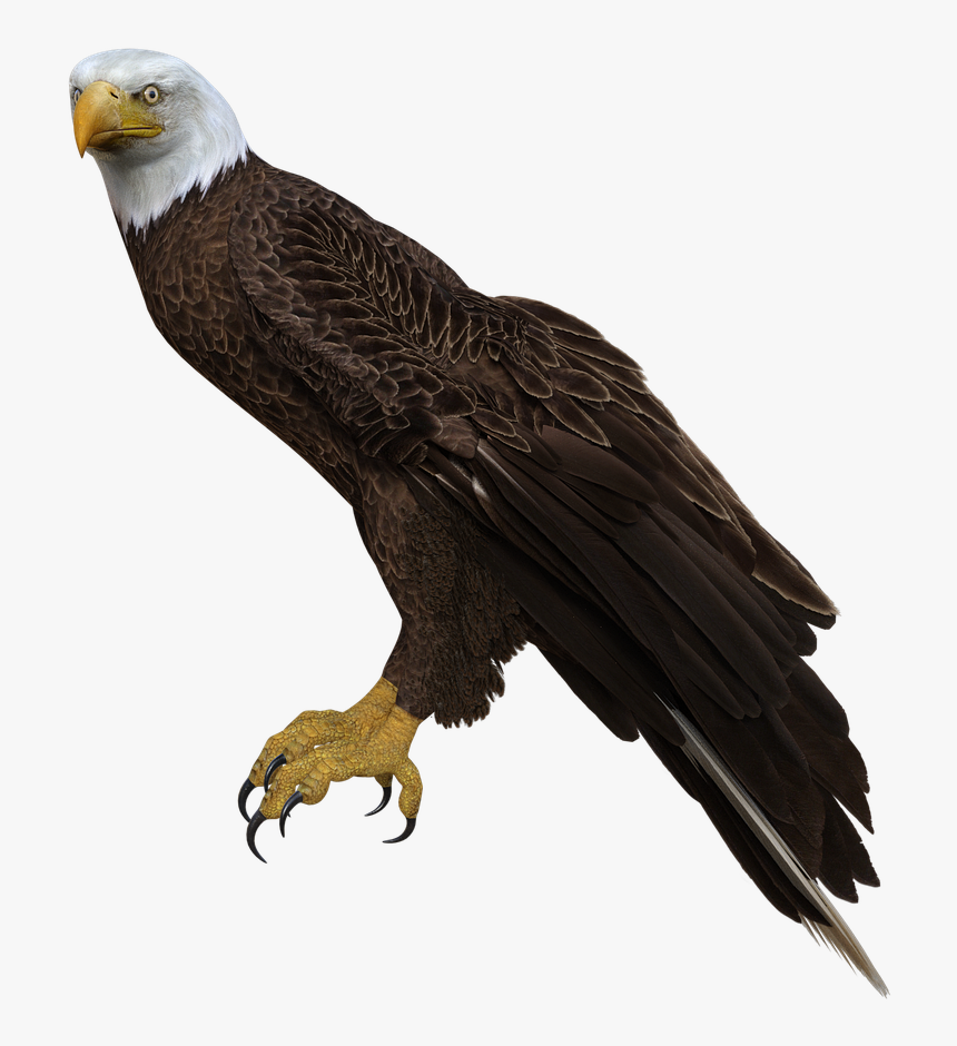 Perched Bald Eagle Png, Transparent Png, Free Download