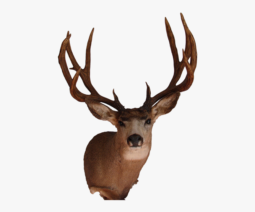 Arizona Wildlife Creations - Real Deer Head Png, Transparent Png, Free Download