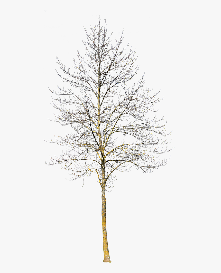 Transparent Winter Tree Png - Winter Trees Png, Png Download, Free Download