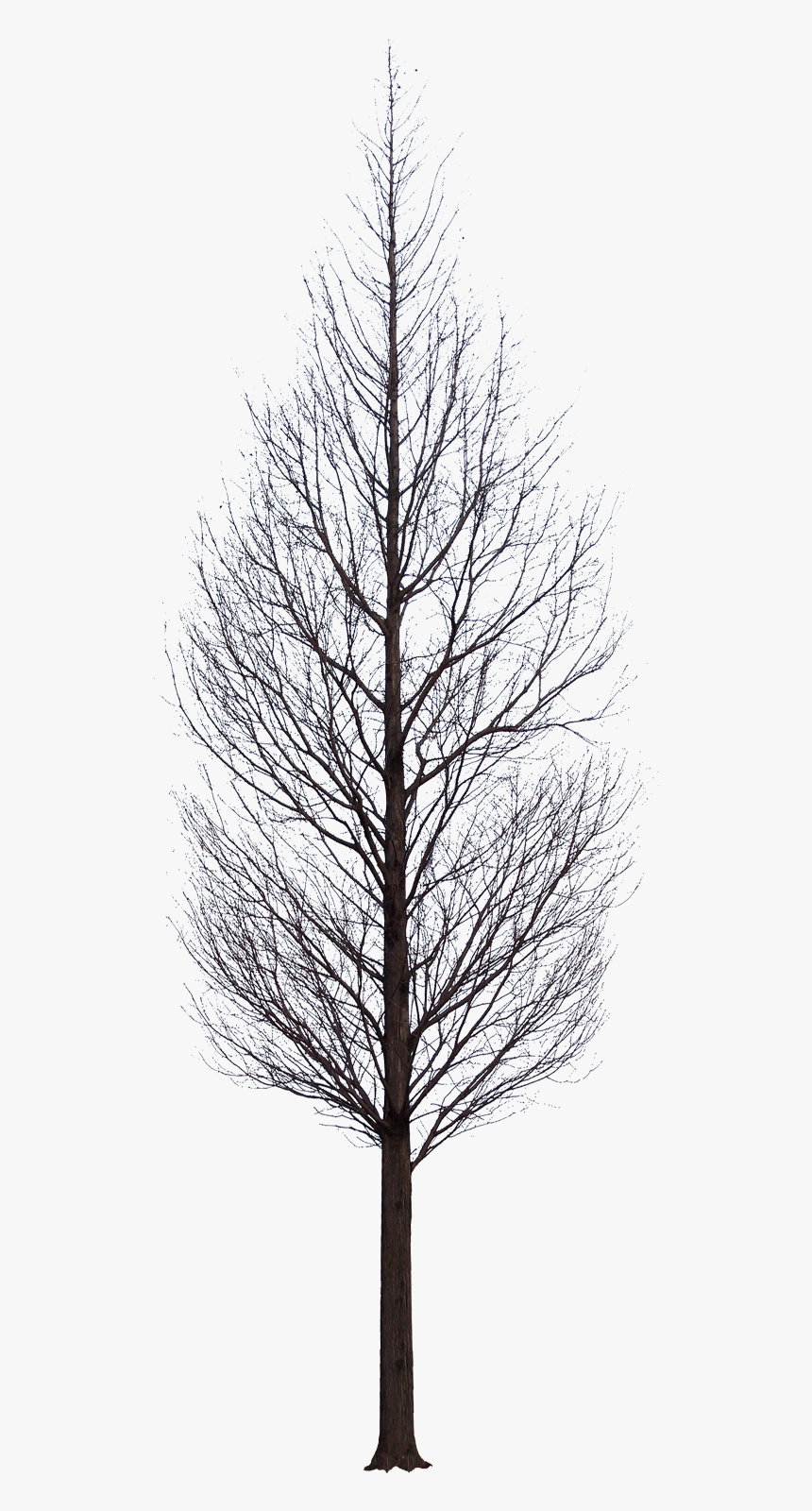 A Tree In Winter, Png V - Tree Winter For Photoshop, Transparent Png, Free Download