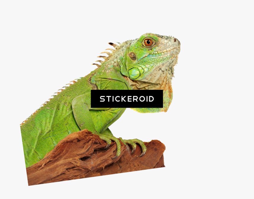 Thumb Image - Green Iguana Png, Transparent Png, Free Download