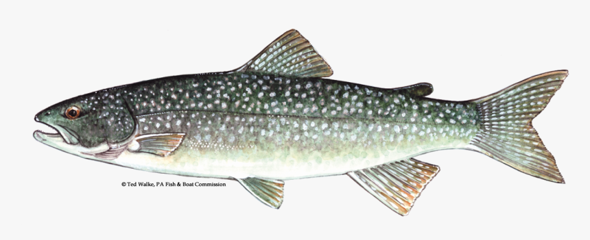Lake Trout Png - Trout Species Lake Erie, Transparent Png, Free Download