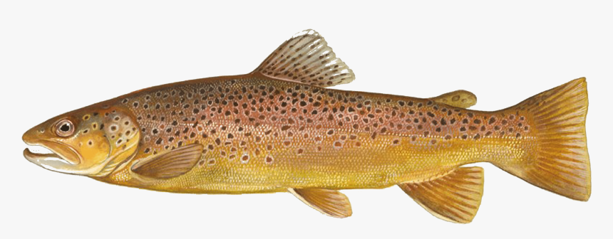 Brown Trout Transparent Background, HD Png Download, Free Download