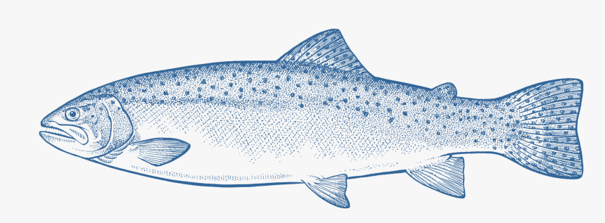 Coho, HD Png Download, Free Download