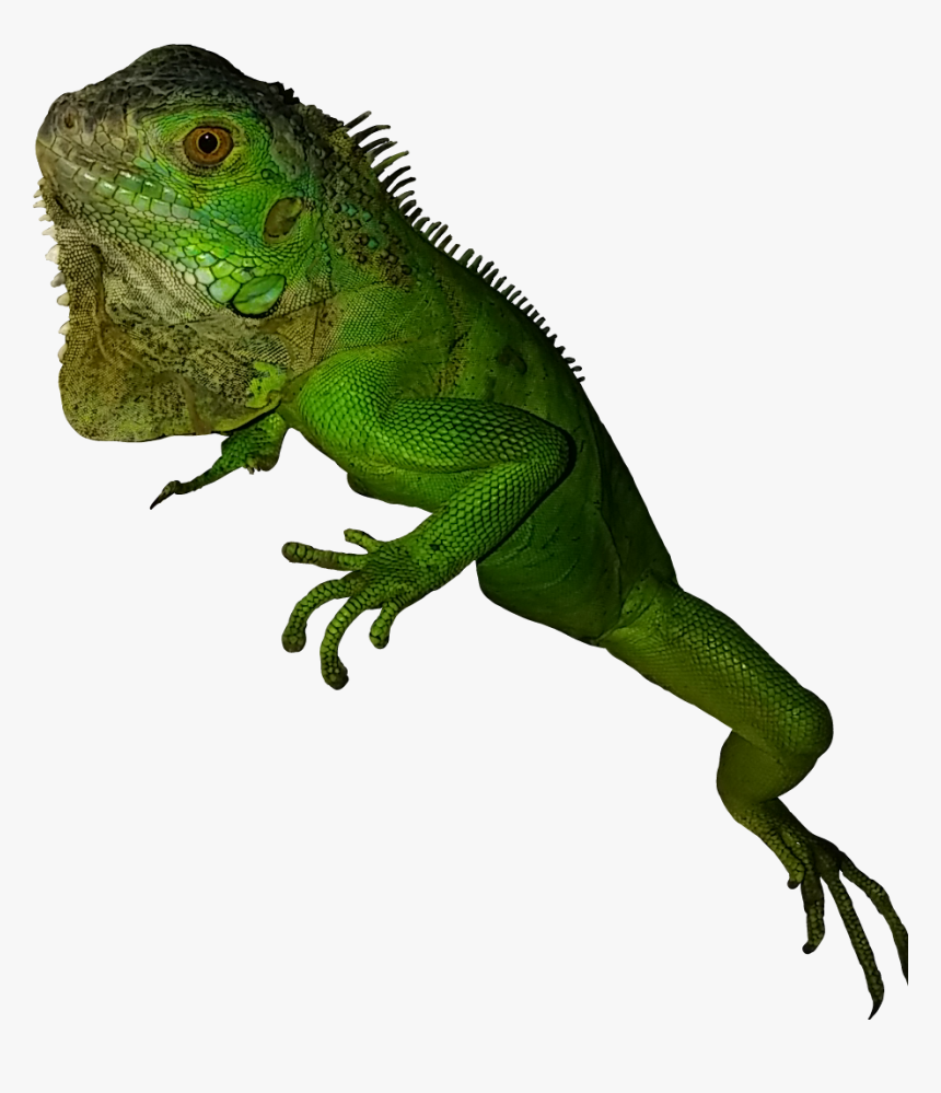 Green Iguana Clipart Transparent Background - Tropical Lizards Transparent Background, HD Png Download, Free Download