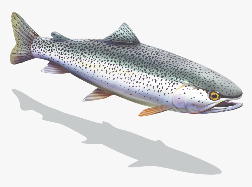 Brown Trout, HD Png Download, Free Download