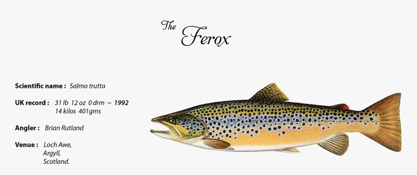 Ferox Trout - Trout, HD Png Download, Free Download