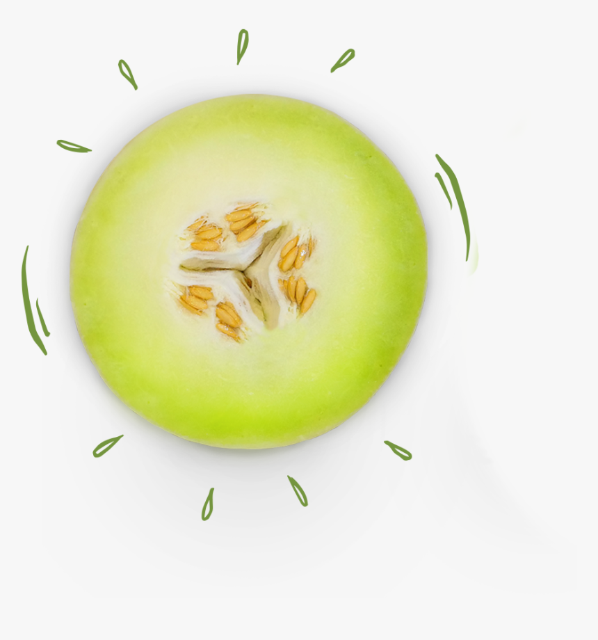 Honeydew, HD Png Download, Free Download