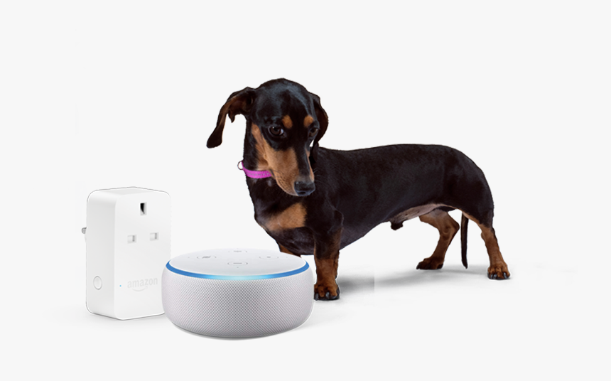 Transparent Amazon Echo Png - Dachshund, Png Download, Free Download