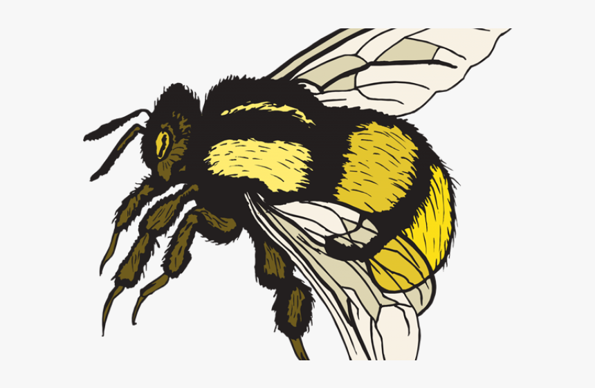 Free Bee Clipart - Bee Sting Acid Or Alkali, HD Png Download, Free Download