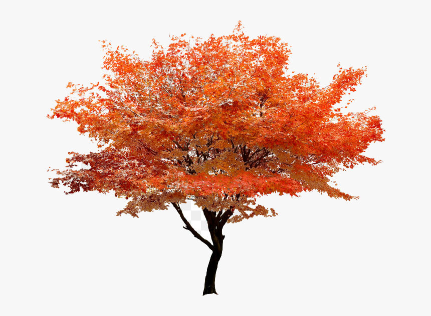 Autumn Png Transparent Image - Transparent Autumn Tree Png, Png Download, Free Download