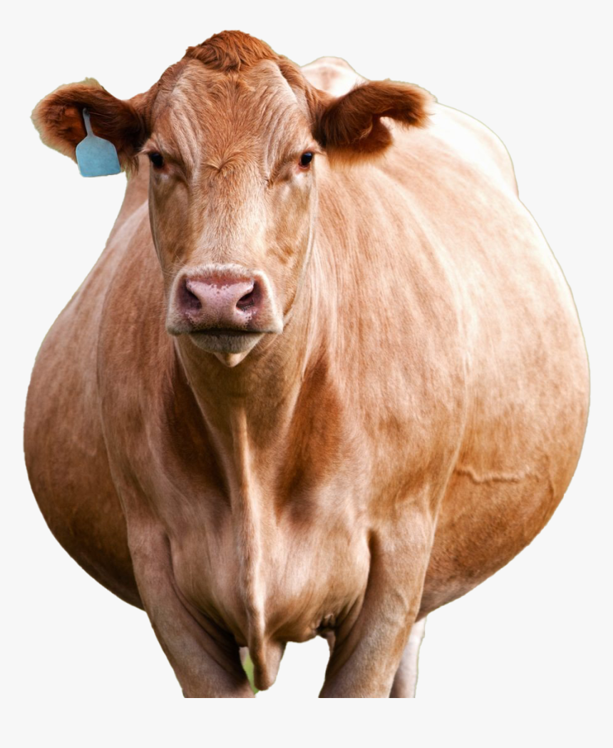 Cow Png Photo - Cattle, Transparent Png, Free Download