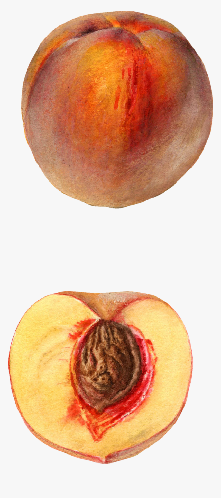 Nectarines, HD Png Download, Free Download