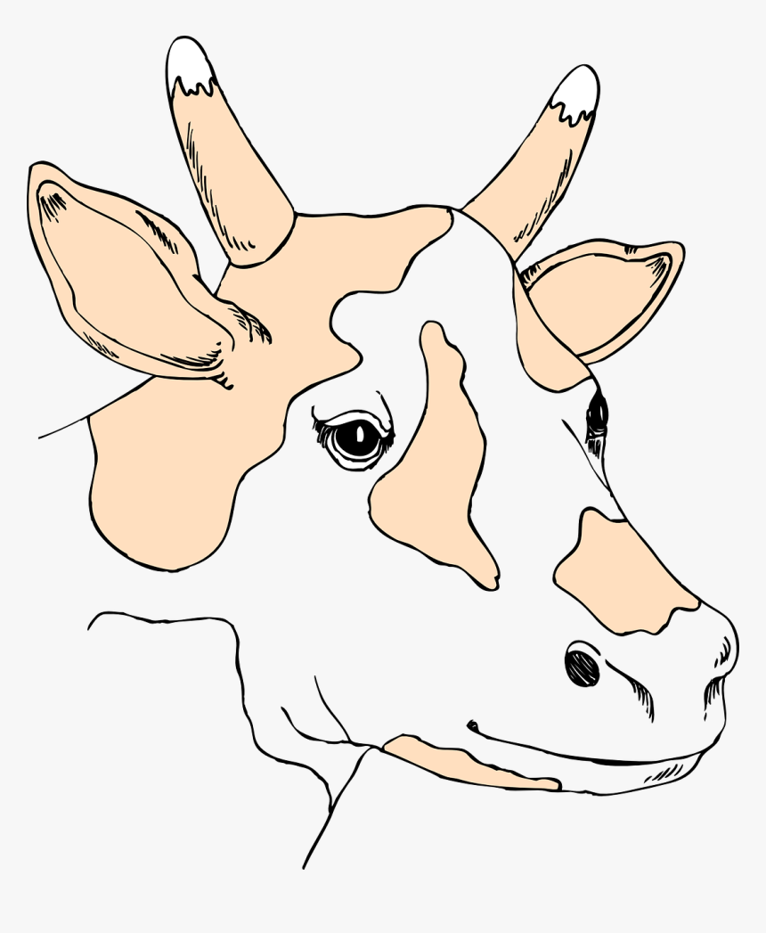 Cow Head Png, Transparent Png, Free Download