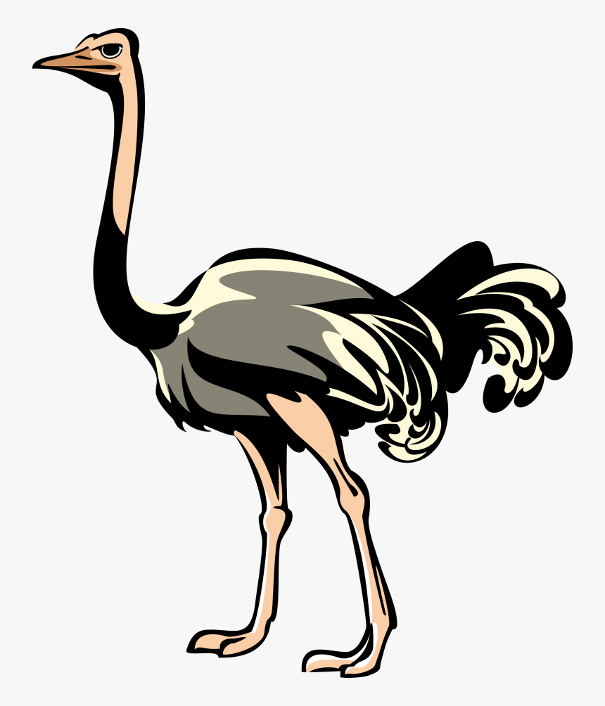 Transparent Background Ostrich Clipart, HD Png Download, Free Download