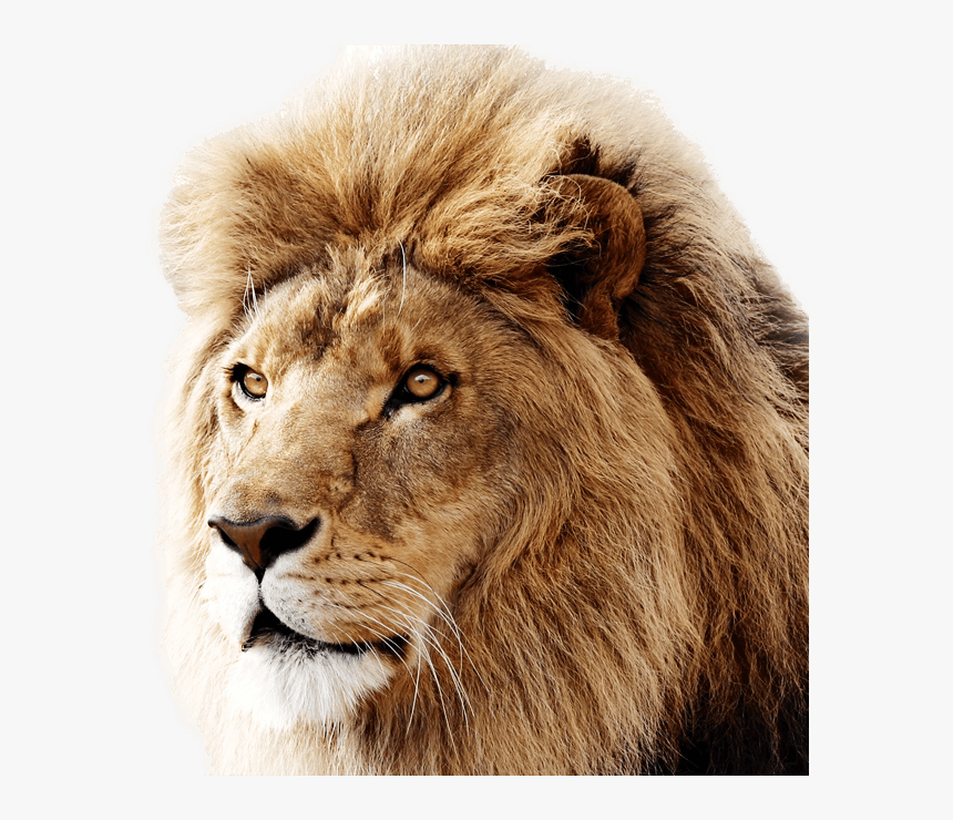 Transparent Mountain Lion Png - Mac Os X Lion, Png Download, Free Download