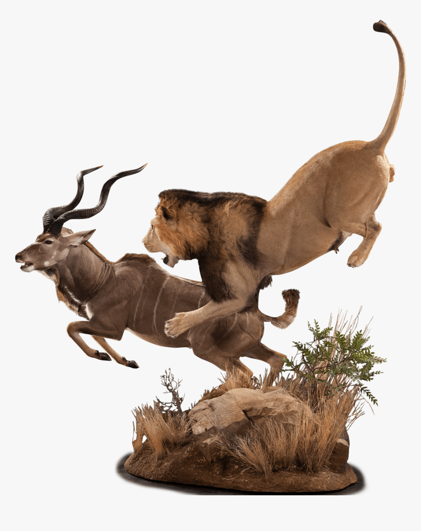 Lion Hunting Kudu Taxidermy - Masai Lion, HD Png Download, Free Download