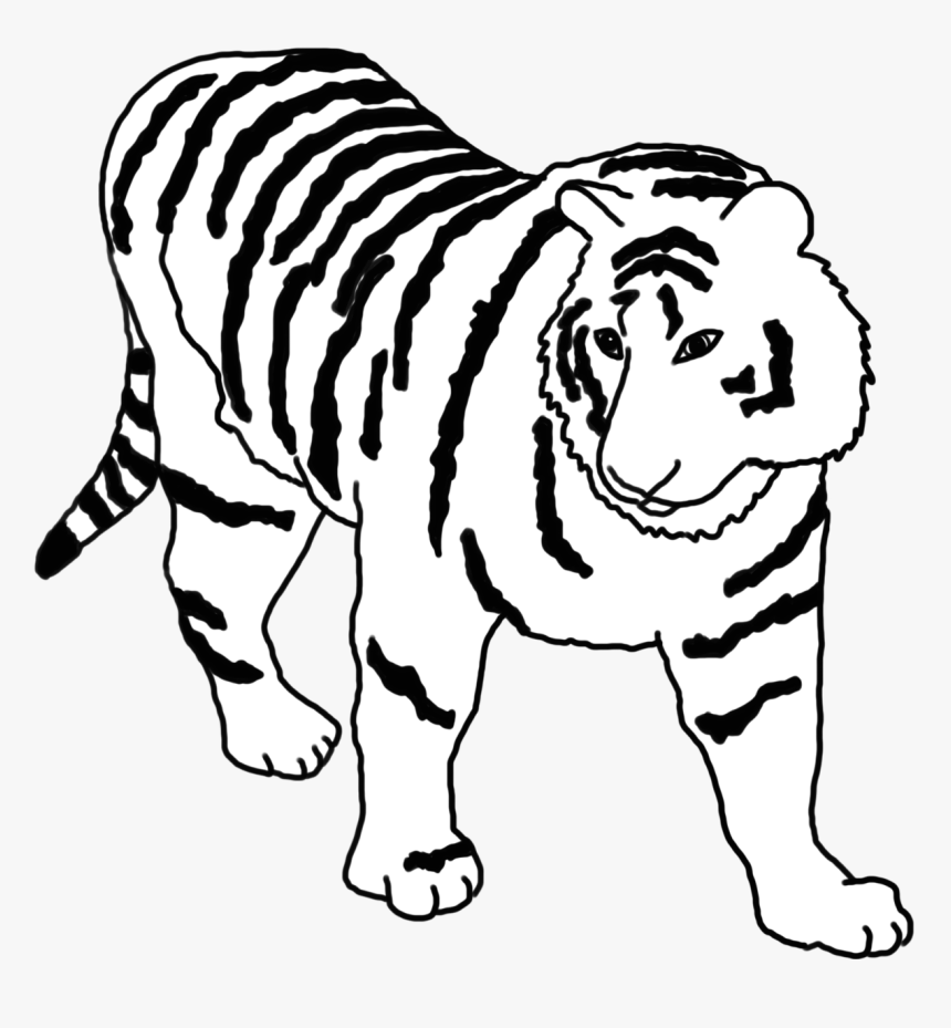 Tiger Sketch Black White, HD Png Download, Free Download