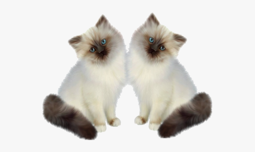 Persian Ragdoll Siamese Cat, HD Png Download, Free Download