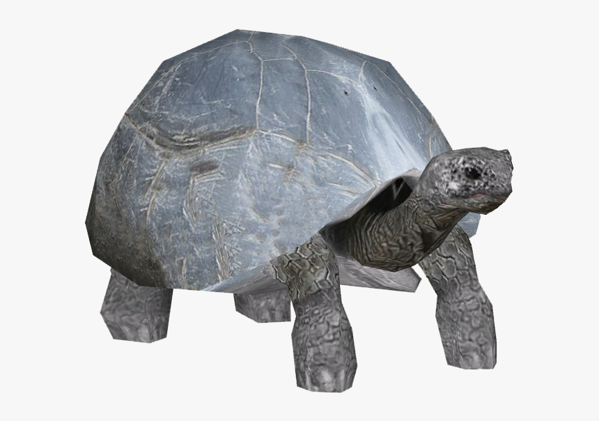 Aldabra Giant Tortoise, HD Png Download, Free Download
