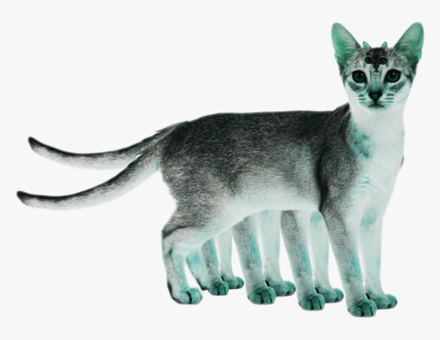 White Abyssinian Cat , Png Download - Cat White Background Png, Transparent Png, Free Download