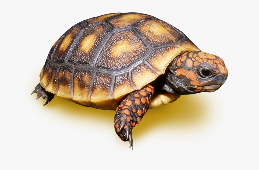 Red Footed Tortoise - Red Footed Tortoise Transparent, HD Png Download, Free Download