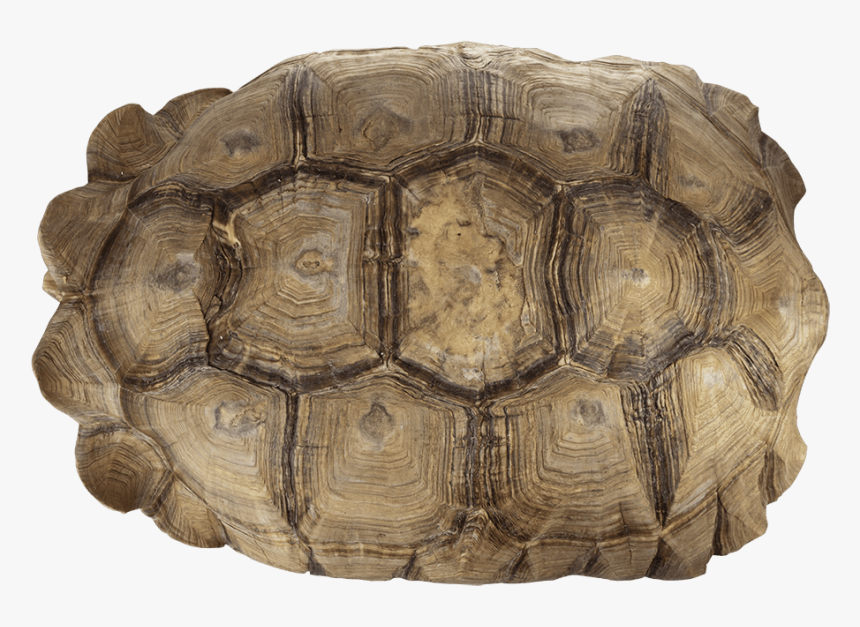 Real Sulcata Tortoise Skeleton And Shell - Sulcata Tortoise Top View Png, Transparent Png, Free Download