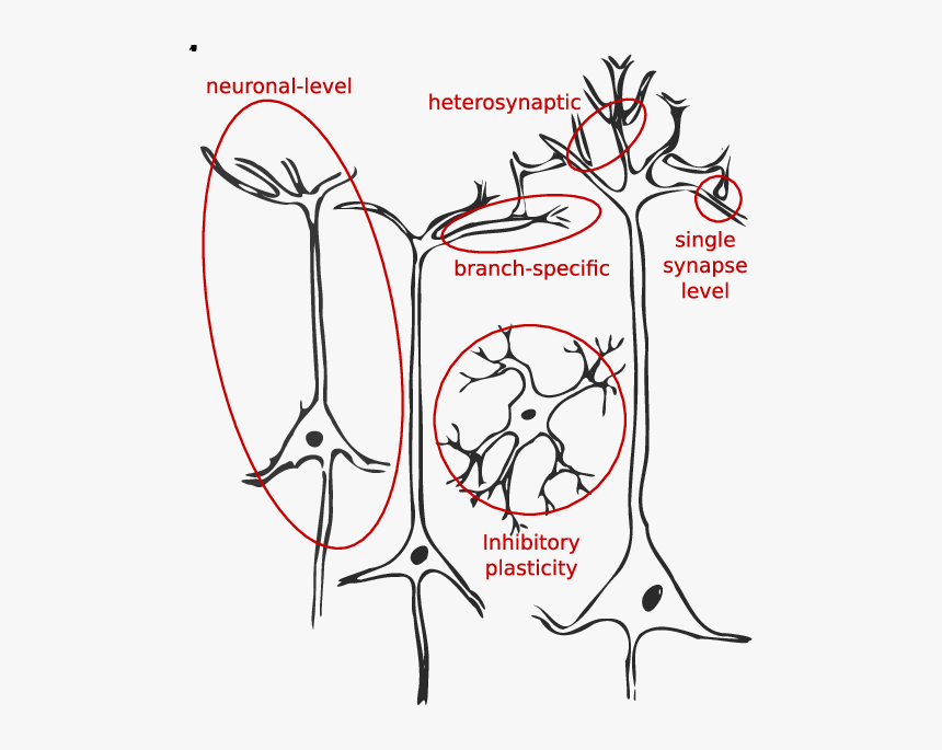 Heterosynaptic Homeostatic Plasticity, HD Png Download, Free Download