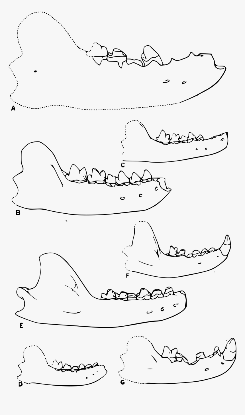 Drawing, HD Png Download, Free Download