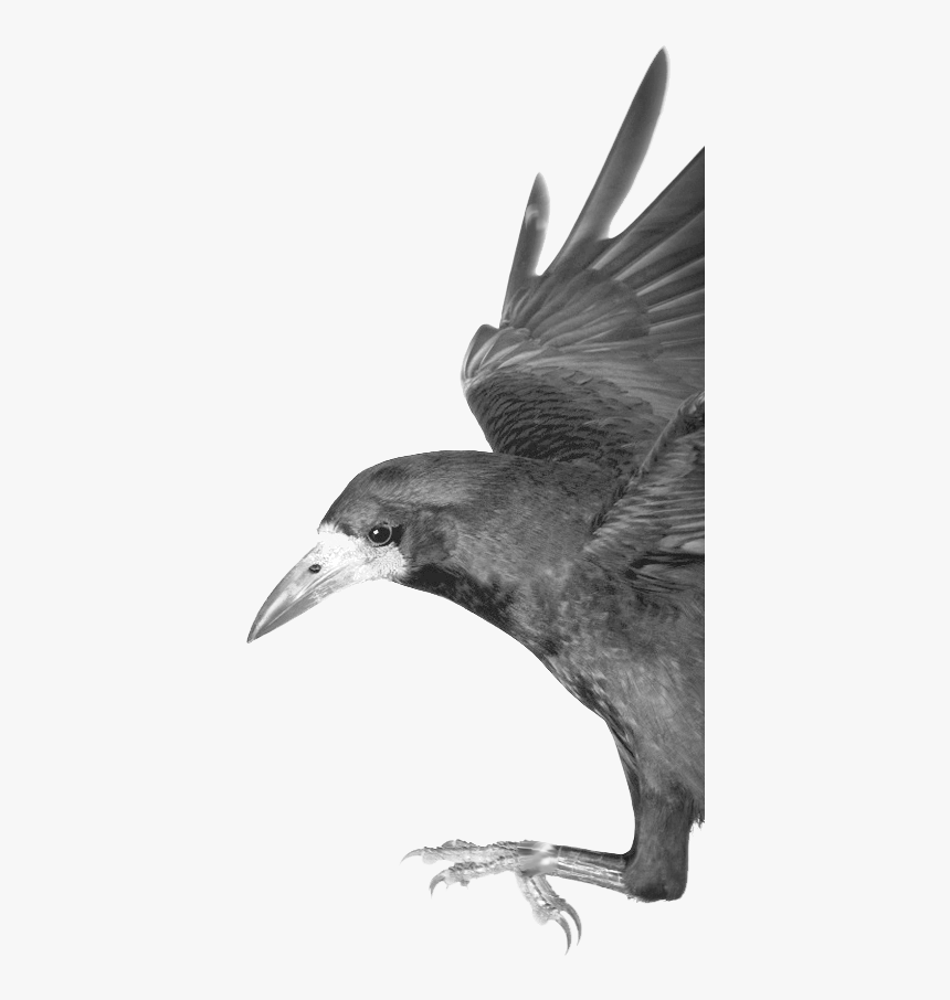 Org/crow Clipart , Png Download - Crow Png Clipart, Transparent Png, Free Download