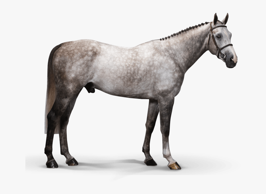 Hamilton - Stallion, HD Png Download, Free Download