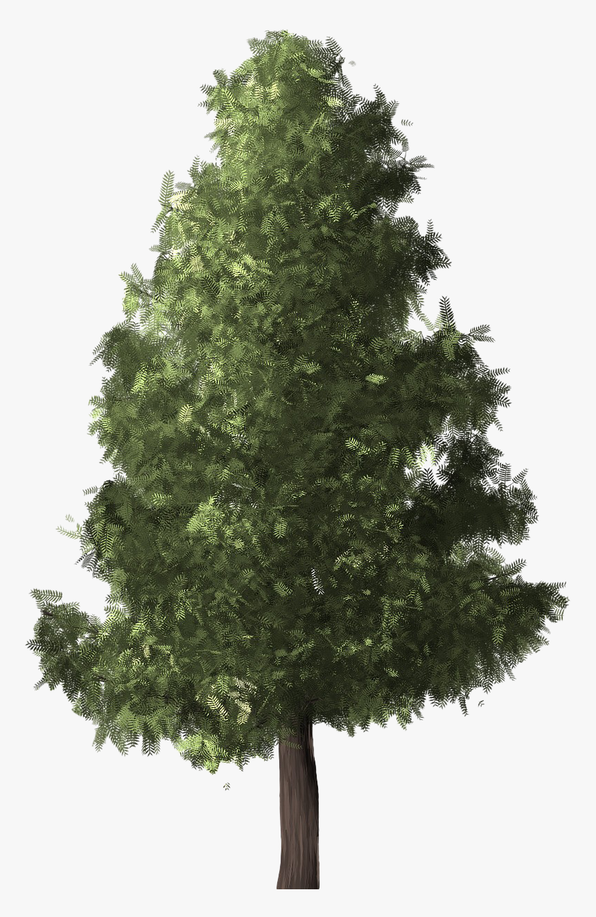 Evergreen Png Transparent Image - Conifers Non Flowering Plants, Png Download, Free Download