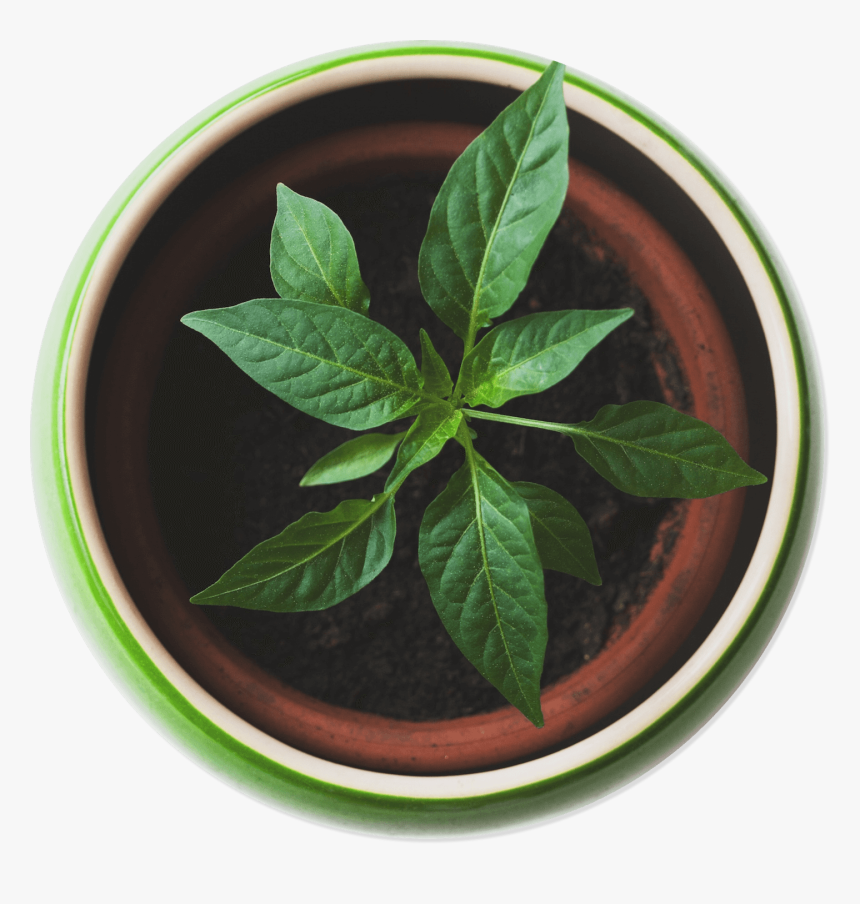 Plant Top View Png , Png Download - Plant Top View Png, Transparent Png, Free Download