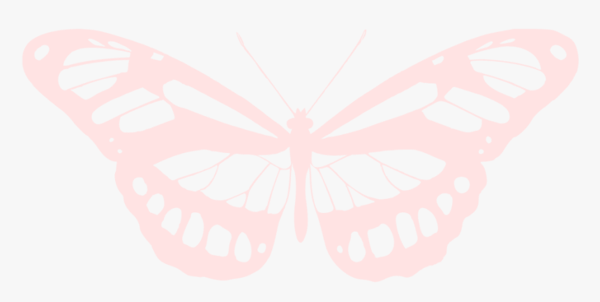 Mariposa Png, Transparent Png, Free Download