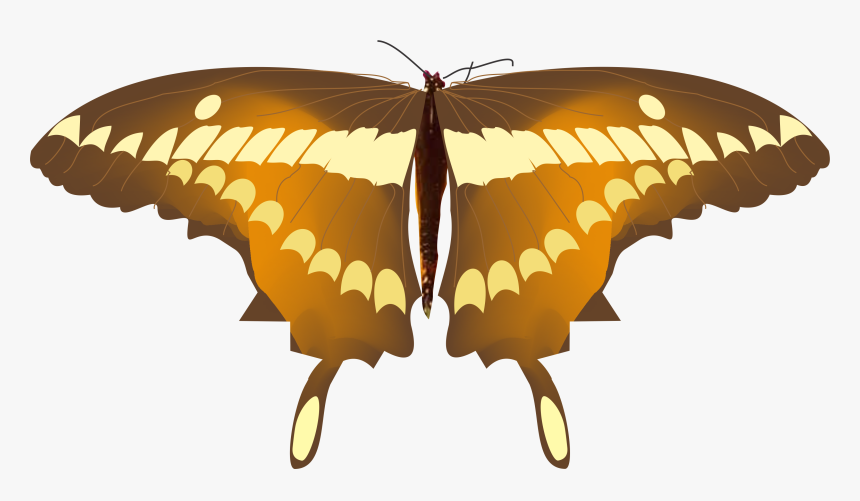 Mariposa Png, Transparent Png, Free Download