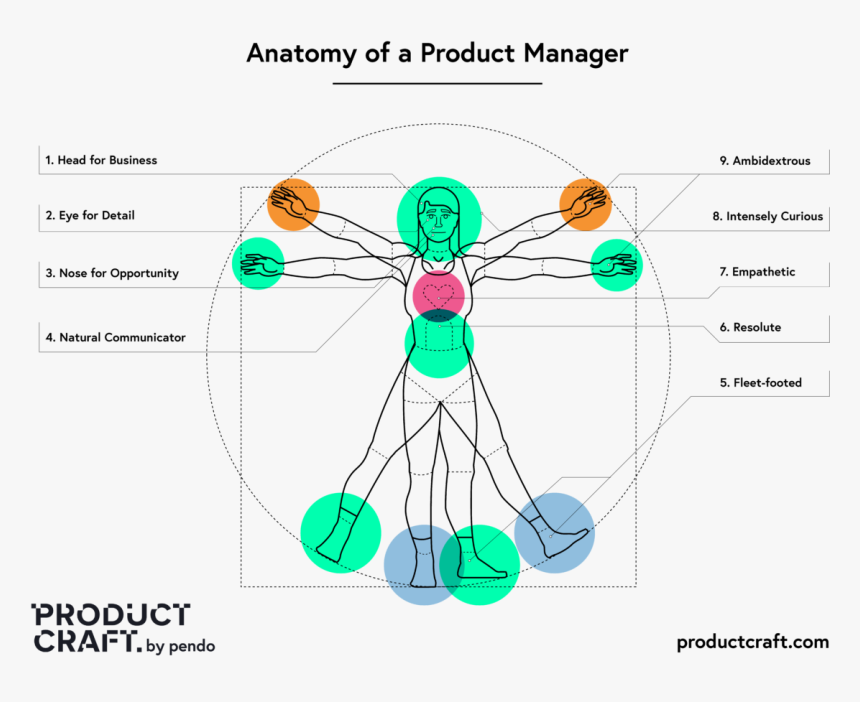 Anatomy Of A Product Manager, HD Png Download, Free Download