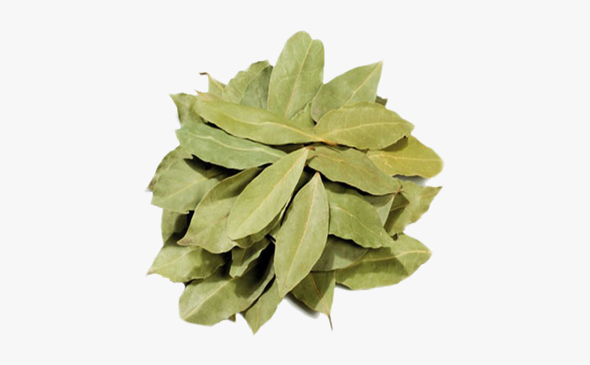 Bay Laurel, HD Png Download, Free Download