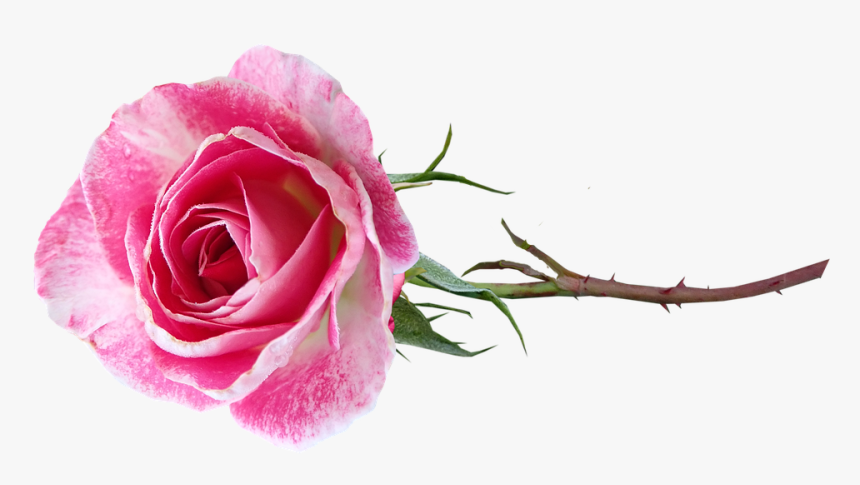 Long Stem Pink Rose Transparent Background, HD Png Download, Free Download