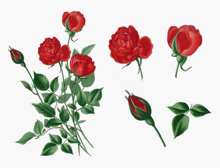 Red Printable Rose, HD Png Download kindpng