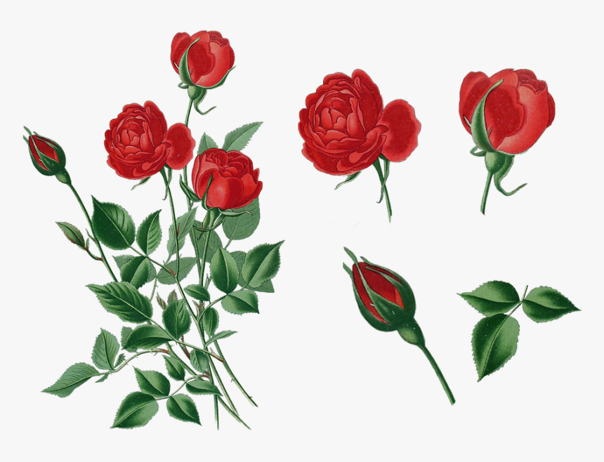 Red Printable Rose, HD Png Download, Free Download